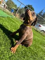 DAISY, a female Doberman Pinscher for sale in El Monte, CA – 2 of 5