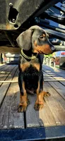 LOKI, a male Doberman Pinscher for sale in El Monte, CA – 4 of 4