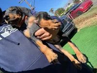 Bruno, a male Doberman Pinscher for sale in El Monte, CA – 3 of 5