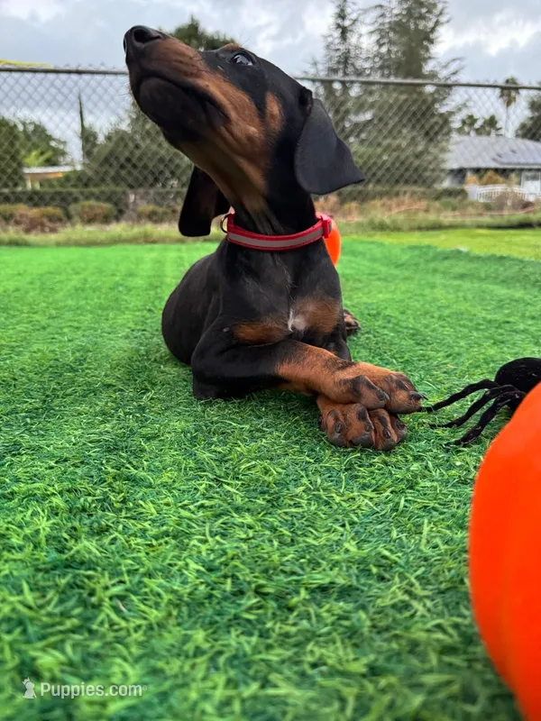 💝Delilah💖 – Doberman Pinscher puppy for sale in El Monte, CA