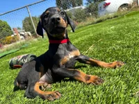 Delilah, a female Doberman Pinscher for sale in El Monte, CA – 2 of 6