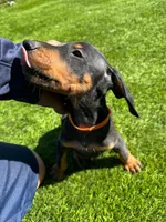 Bruno, a male Doberman Pinscher for sale in El Monte, CA – 5 of 5