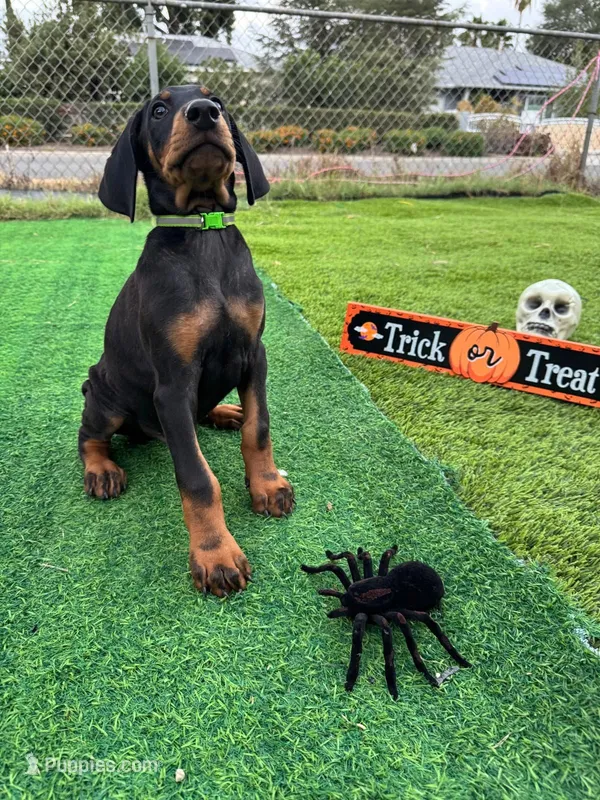 REX 🦖 – Doberman Pinscher puppy for sale in El Monte, CA