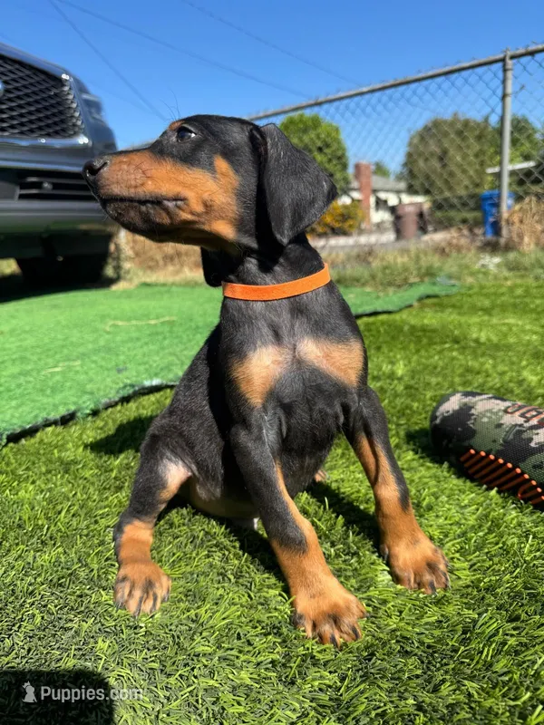 Bruno – Doberman Pinscher puppy for sale in El Monte, CA