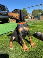 Bruno, a male Doberman Pinscher for sale in El Monte, CA – 1 of 5