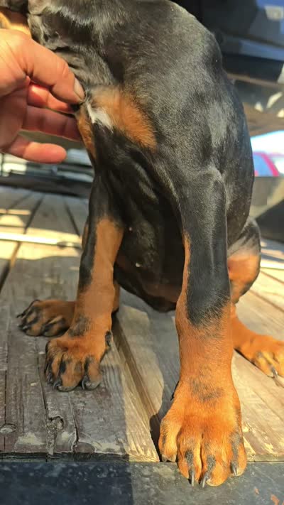 Nova, a female Doberman Pinscher for sale in El Monte, CA – 2 of 3