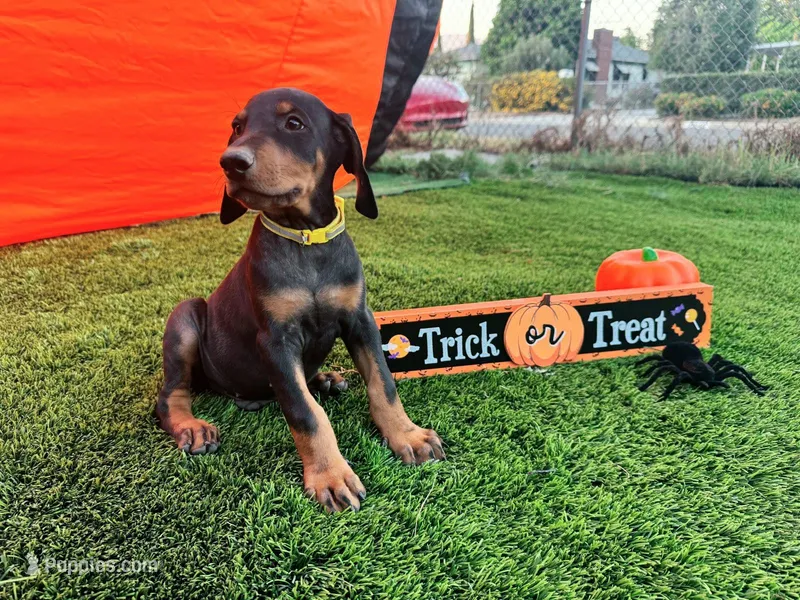 Rex – Doberman Pinscher puppy for sale in El Monte, CA