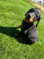 Bruno, a male Doberman Pinscher for sale in El Monte, CA – 2 of 5