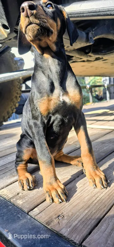 Nova – Doberman Pinscher puppy for sale in El Monte, CA