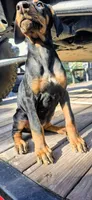 Nova, a female Doberman Pinscher for sale in El Monte, CA – 1 of 3
