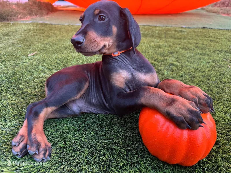 Bruno – Doberman Pinscher puppy for sale in El Monte, CA