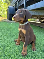 Koby, a male Doberman Pinscher for sale in El Monte, CA – 2 of 7