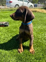 Enzo, a male Doberman Pinscher for sale in El Monte, CA – 7 of 7