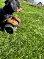Lily, a male Doberman Pinscher for sale in El Monte, CA – 5 of 6