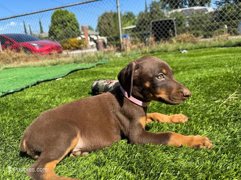 Peony – Doberman Pinscher puppy for sale in El Monte, CA