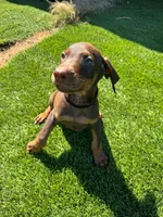 Rocky, a male Doberman Pinscher for sale in El Monte, CA – 3 of 5
