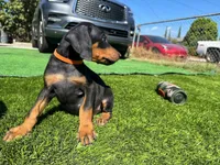Bruno, a male Doberman Pinscher for sale in El Monte, CA – 4 of 5