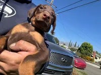 Koby, a male Doberman Pinscher for sale in El Monte, CA – 1 of 7