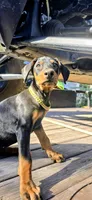 Athena, a female Doberman Pinscher for sale in El Monte, CA – 3 of 5