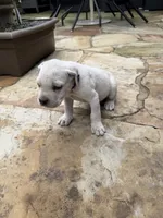 Cane Corso White Male, a male Cane Corso for sale in Barrington, IL – 3 of 8