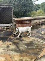 Cane Corso Male White, a male Cane Corso for sale in Barrington, IL – 6 of 10