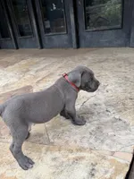 Cane Corso Female gray, a female Cane Corso for sale in Barrington, IL – 4 of 8