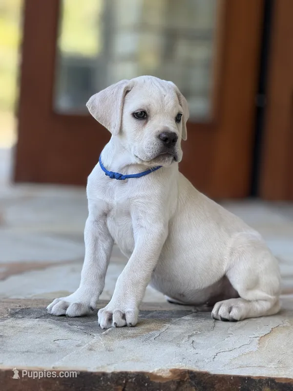 Cane Corso White Male – Cane Corso puppy for sale in Barrington, IL