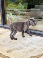 Cane Corso Male Grey, a female Cane Corso for sale in Barrington, IL – 4 of 10
