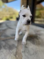 Cane Corso White Female, a female Cane Corso for sale in Barrington, IL – 6 of 10