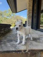 Cane Corso White Female, a female Cane Corso for sale in Barrington, IL – 8 of 10