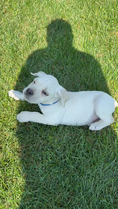 Cane Corso Male White, a male Cane Corso for sale in Barrington, IL – 8 of 10