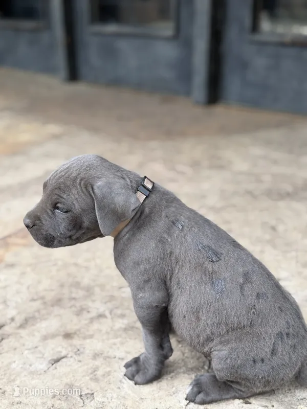 Cane Corso  Male Gray – Cane Corso puppy for sale in Barrington, IL