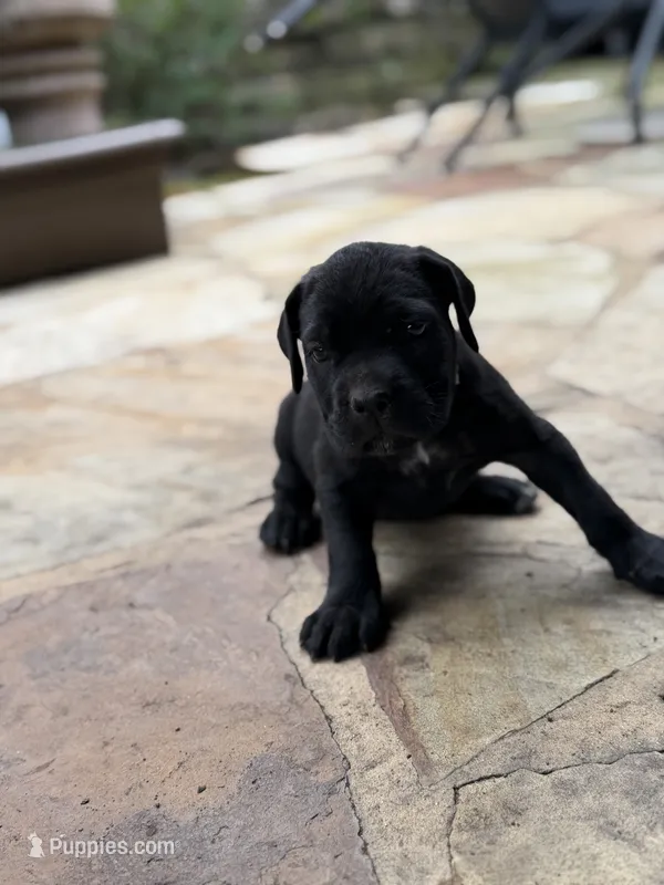 Cane Corso female  – Cane Corso puppy for sale in Barrington, IL