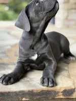 Cane Corso Female, a female Cane Corso for sale in Barrington, IL – 5 of 10