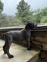 Cane Corso  Male Gray, a male Cane Corso for sale in Barrington, IL – 3 of 10