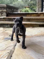 Cane Corso Male Grey, a female Cane Corso for sale in Barrington, IL – 2 of 10