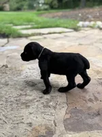 Cane Corso female , a female Cane Corso for sale in Barrington, IL – 3 of 9