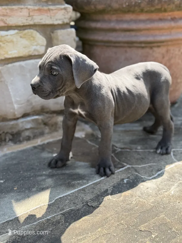 Cane Corso  Male Gray – Cane Corso puppy for sale in Barrington, IL
