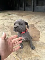 Cane Corso Female gray, a female Cane Corso for sale in Barrington, IL – 5 of 8