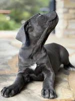 Cane Corso Female, a female Cane Corso for sale in Barrington, IL – 8 of 10