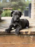 Cane Corso Female, a female Cane Corso for sale in Barrington, IL – 3 of 10