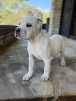 Cane Corso White Female, a female Cane Corso for sale in Barrington, IL – 1 of 10