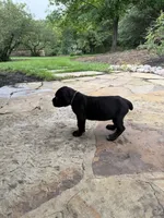 Cane Corso female , a female Cane Corso for sale in Barrington, IL – 6 of 9