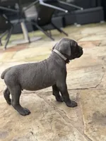 Cane Corso  Male Gray, a male Cane Corso for sale in Barrington, IL – 8 of 10