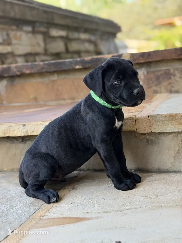 Cane Corso Male Black – Cane Corso puppy for sale in Barrington, IL