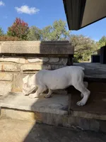 Cane Corso White Female, a female Cane Corso for sale in Barrington, IL – 3 of 10