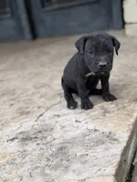 Cane Corso Male Black, a male Cane Corso for sale in Barrington, IL – 4 of 8