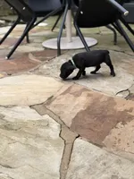 Cane Corso Male Black, a male Cane Corso for sale in Barrington, IL – 3 of 8