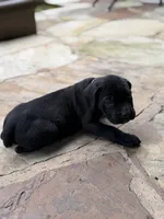 Cane Corso female , a female Cane Corso for sale in Barrington, IL – 2 of 9