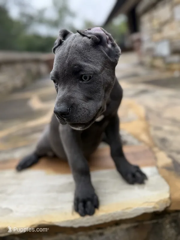 Cane Corso Female – Cane Corso puppy for sale in Barrington, IL